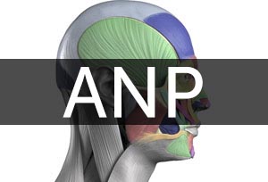 ANP - Anatomy & Physiology